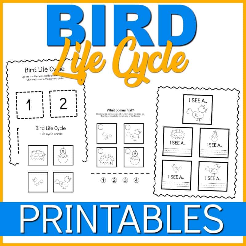 Life Cycle of a Bird for Kids