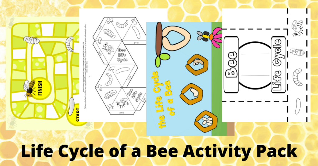 Bee Life Cycle Printable
