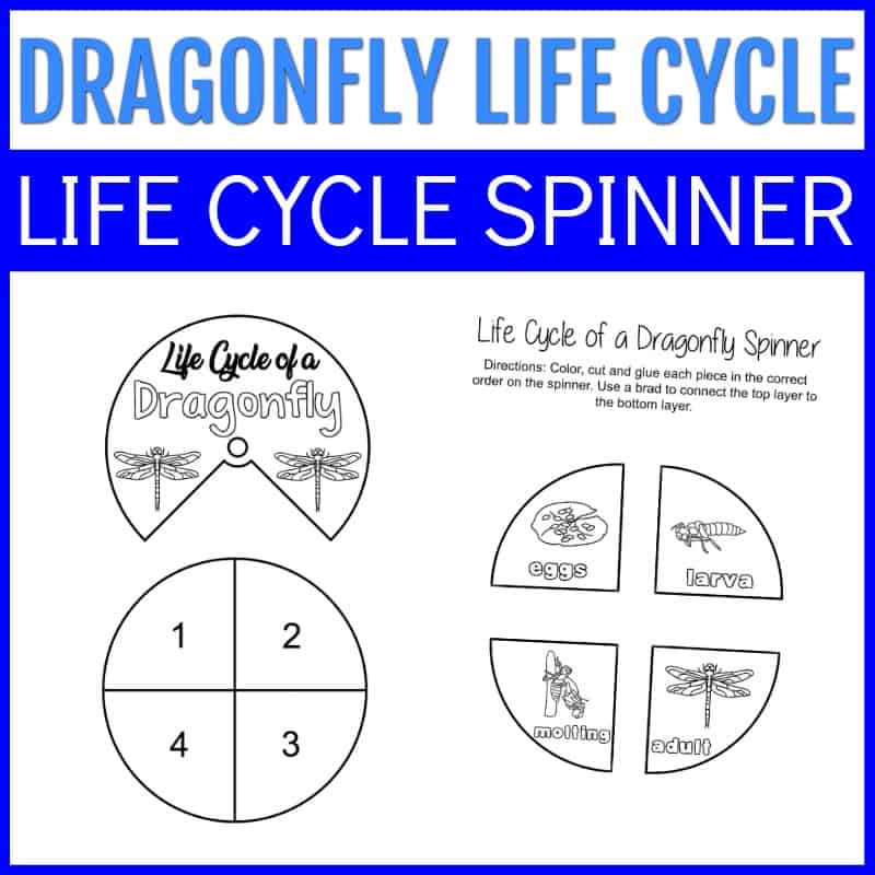 Dragonfly Life Cycle for Kids