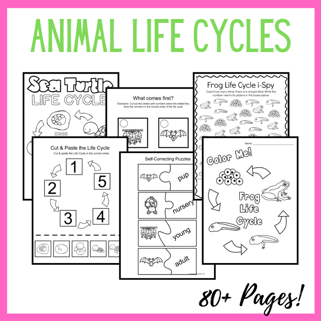 Life Cycle of Animals
