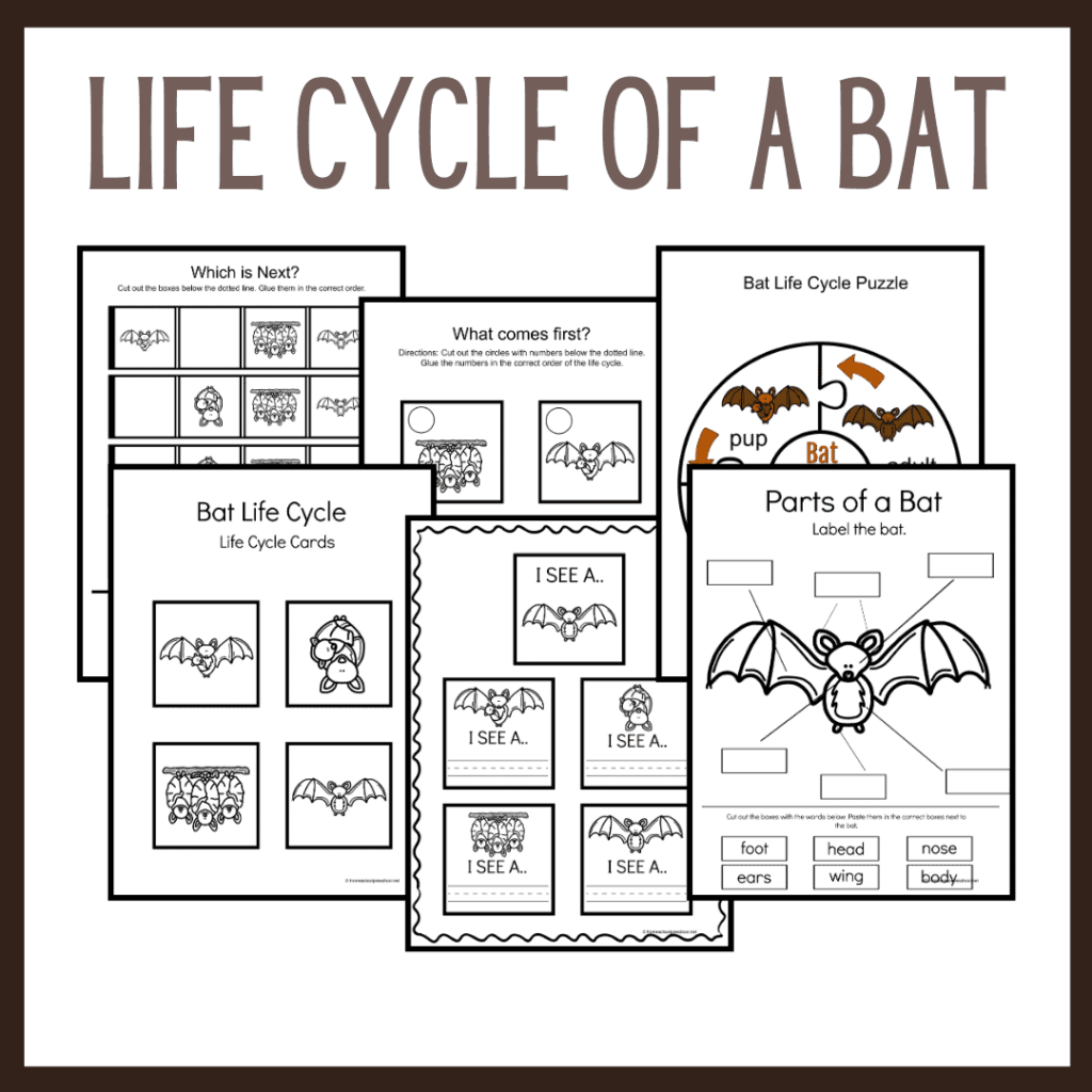 Bat Life Cycle Worksheets