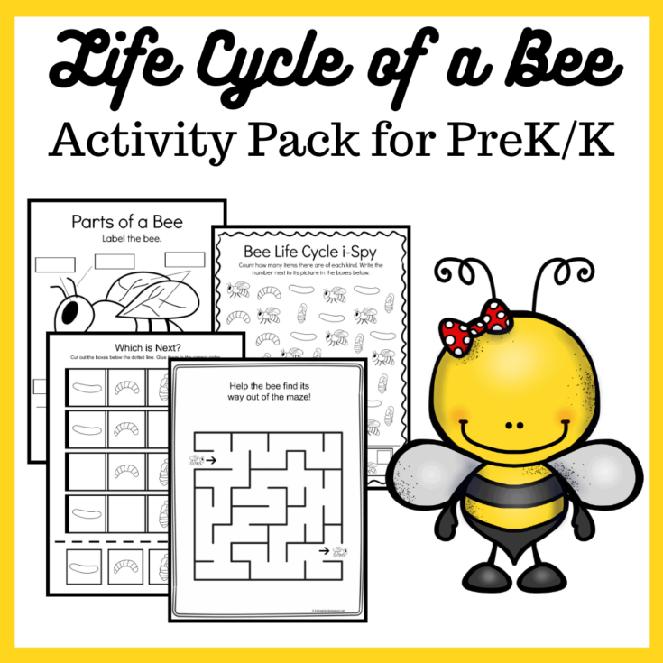 Bee Life Cycle Printable