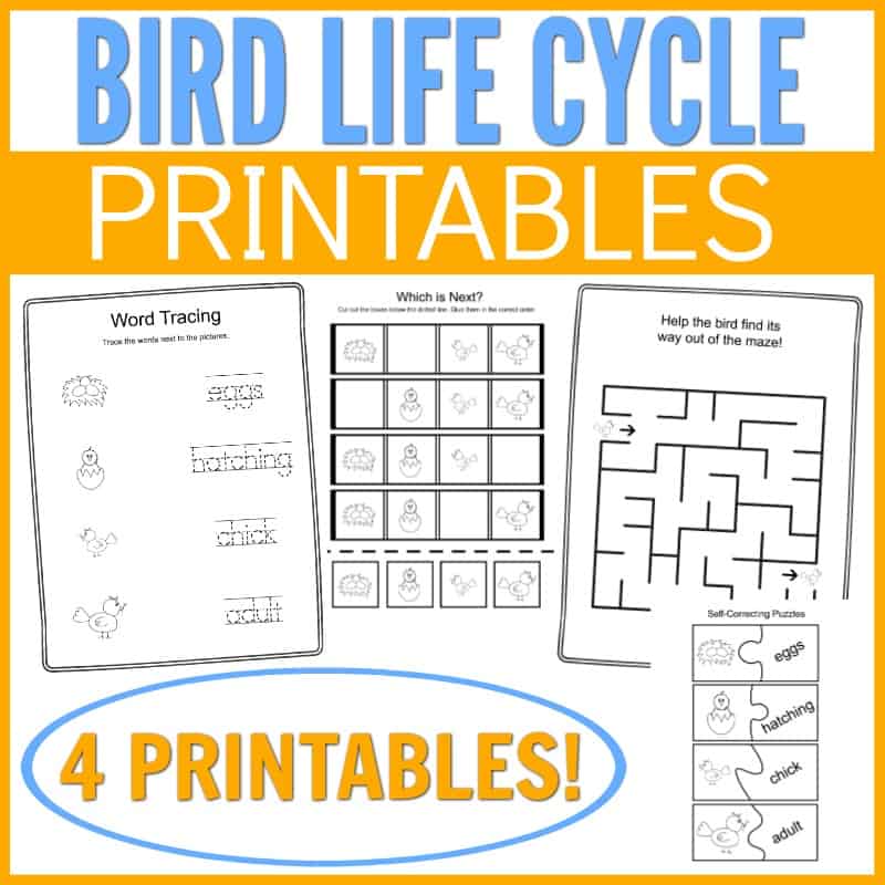 Life Cycle of a Bird for Kids