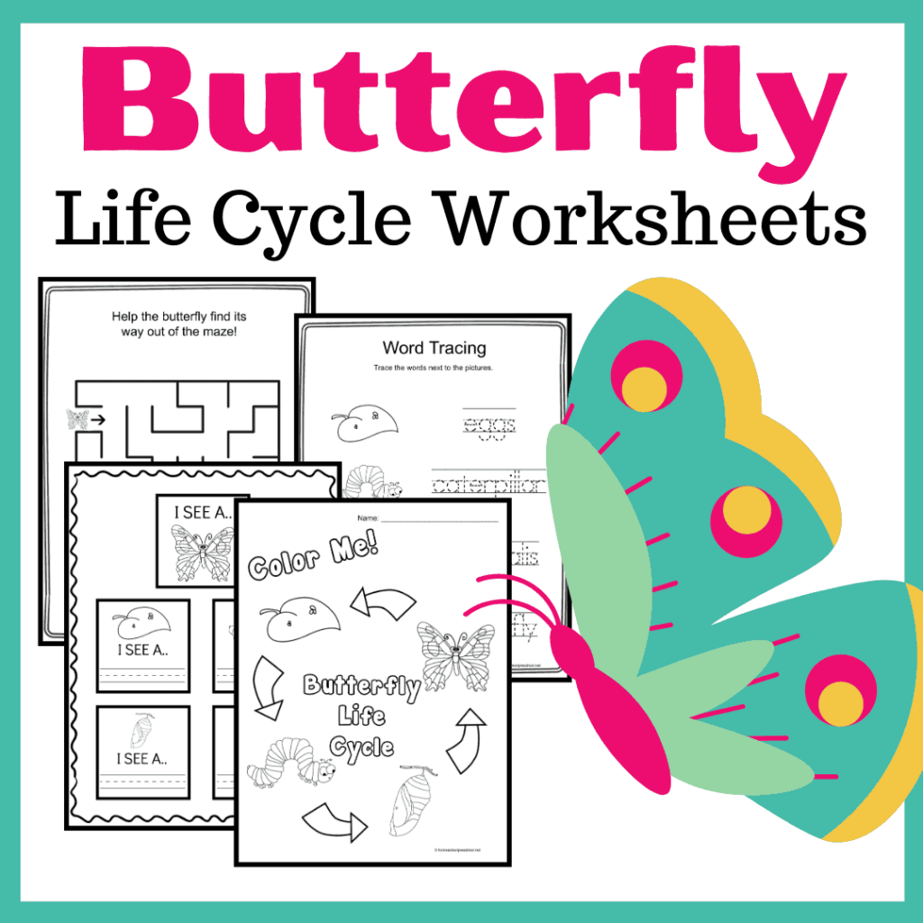 butterfly-life-cycle-store-1024x1024 Butterfly Counting Worksheet