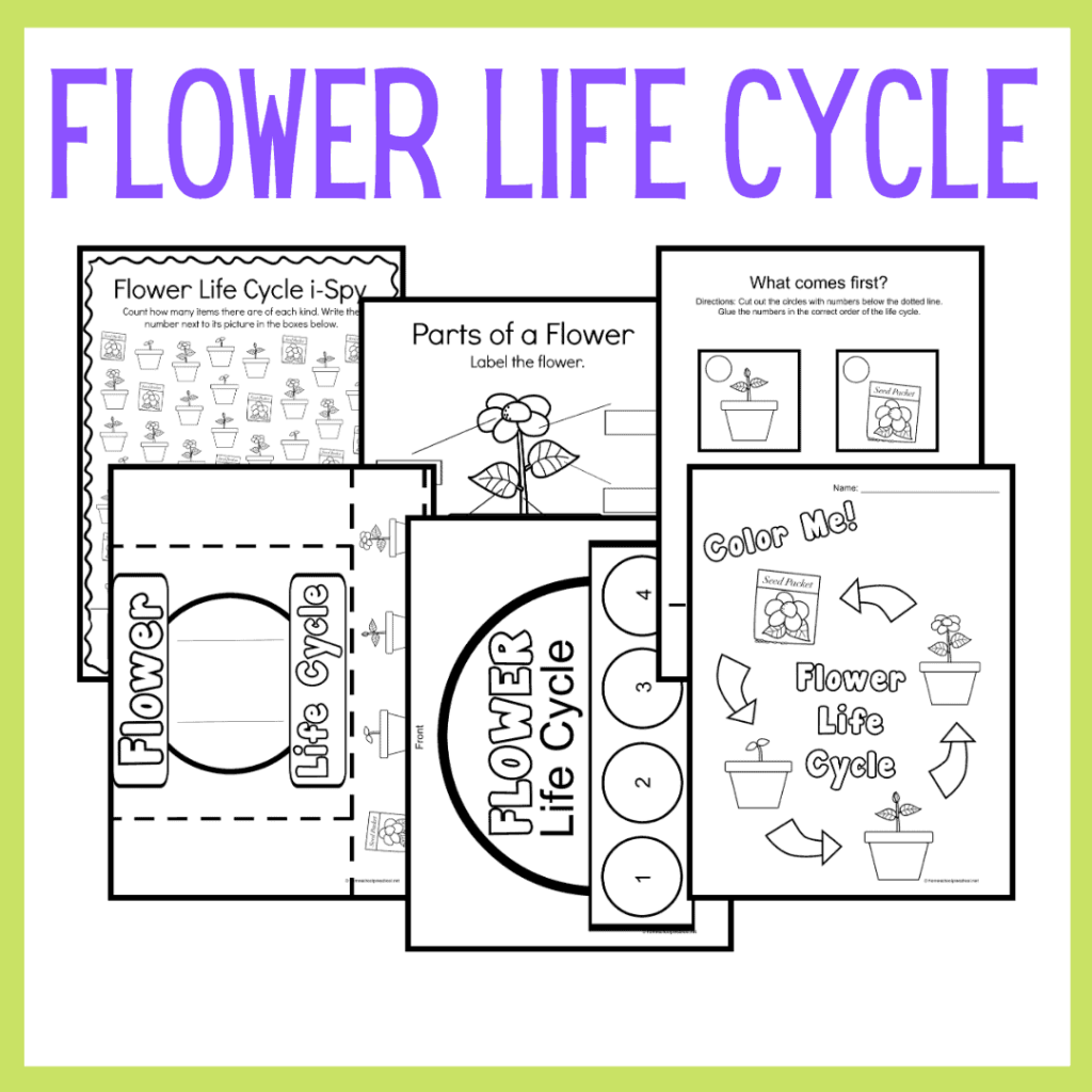 Life Cycle of a Flower for Kids