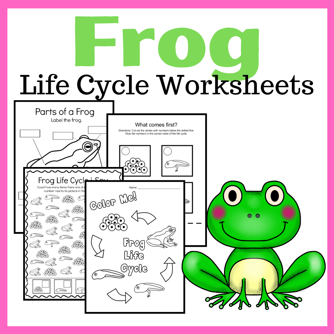 Life Cycle Of A Frog Activity For Kids