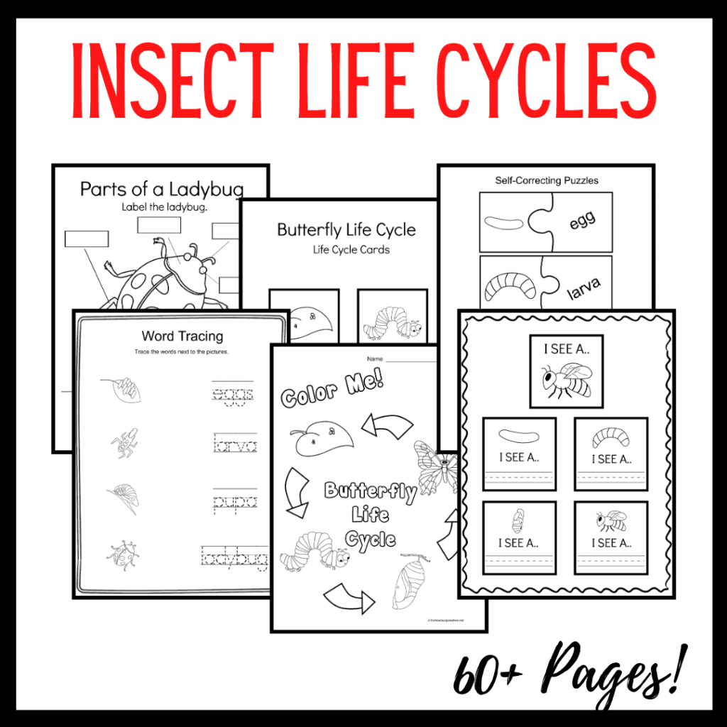 Life Cycle of Insects for Preschool