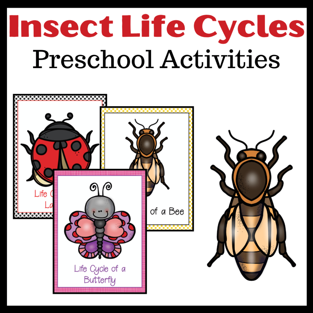 Life Cycle of Insects for Preschool