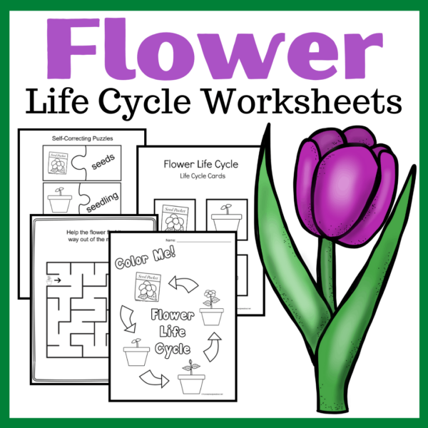 Life Cycle of a Flower for Kids
