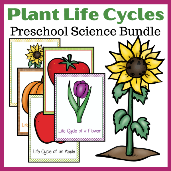 Life Cycle of Plants for Kids