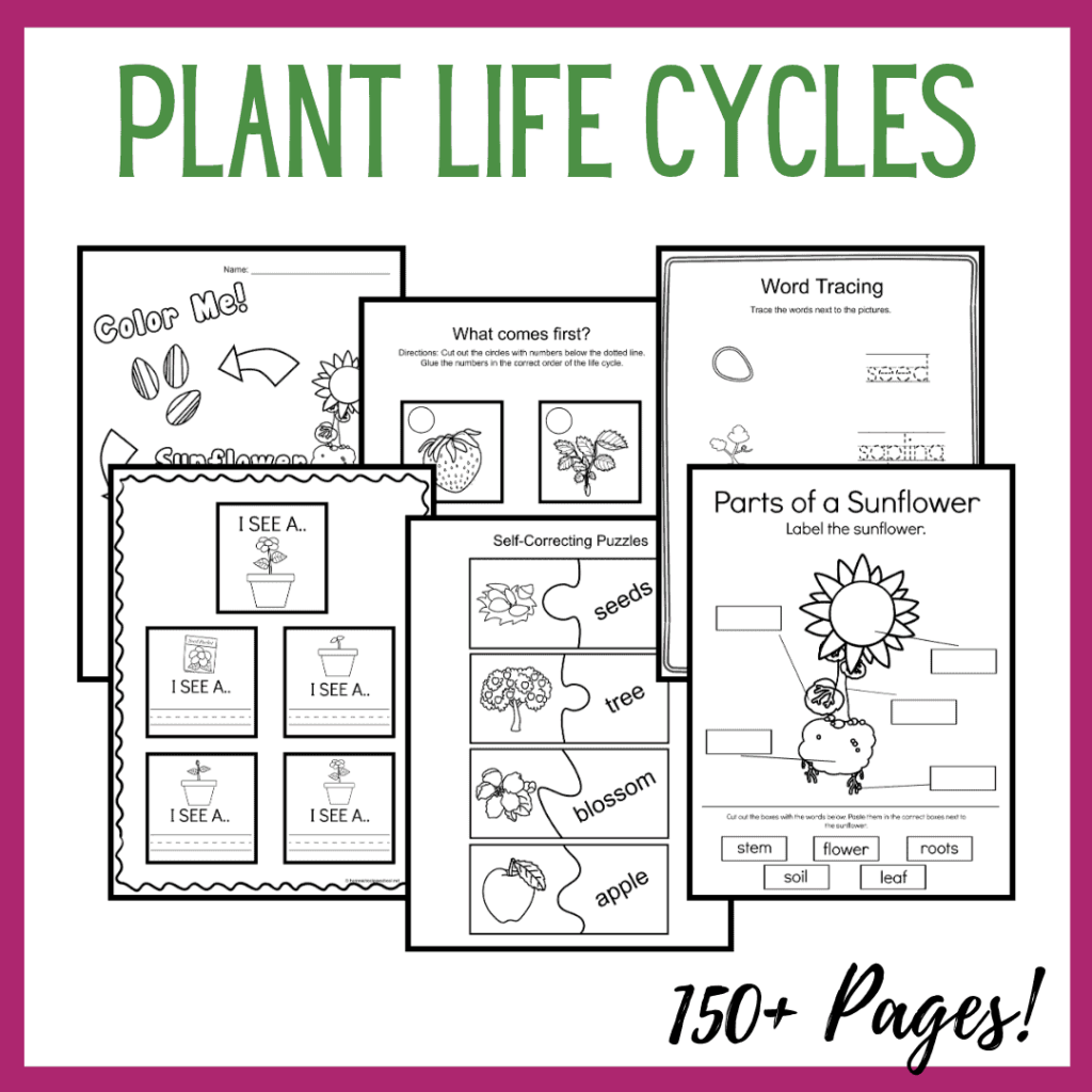 Life Cycle of Plants for Kids