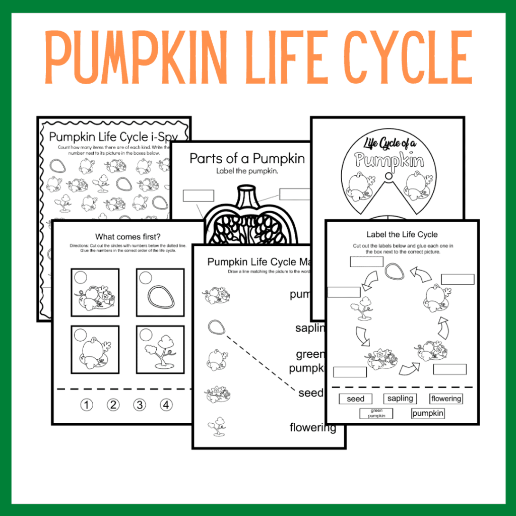 Discounted Pumpkin Life Cycle