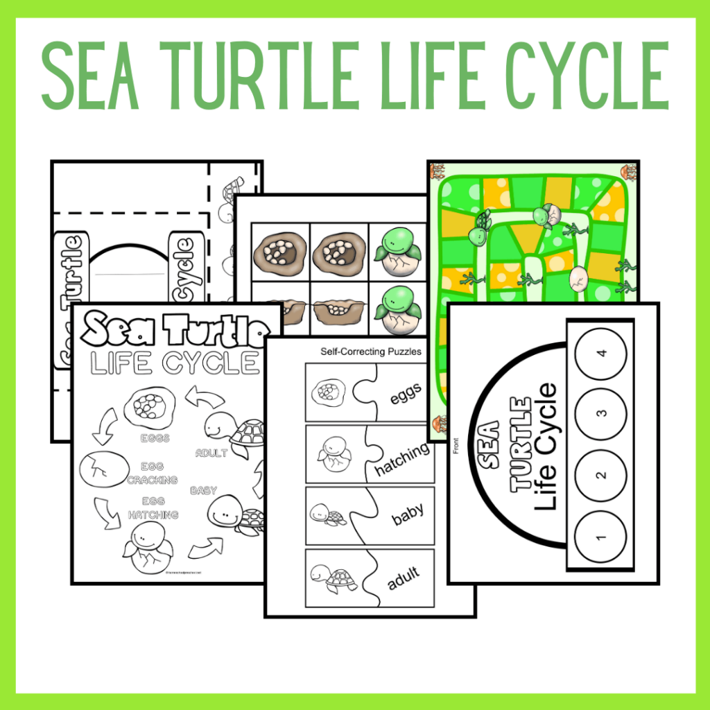 Sea Turtle Life Cycle for Kids
