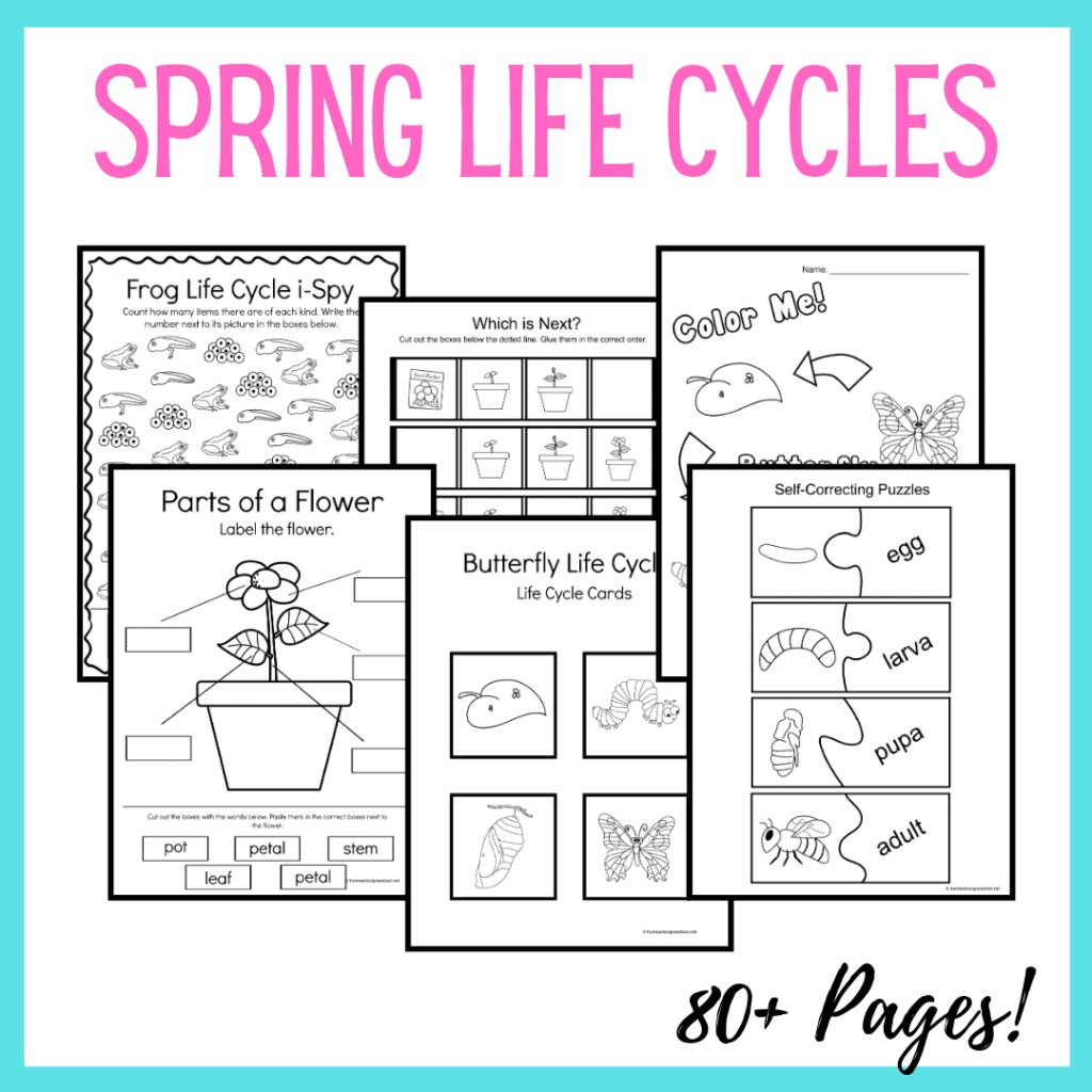 Spring Life Cycle Worksheets