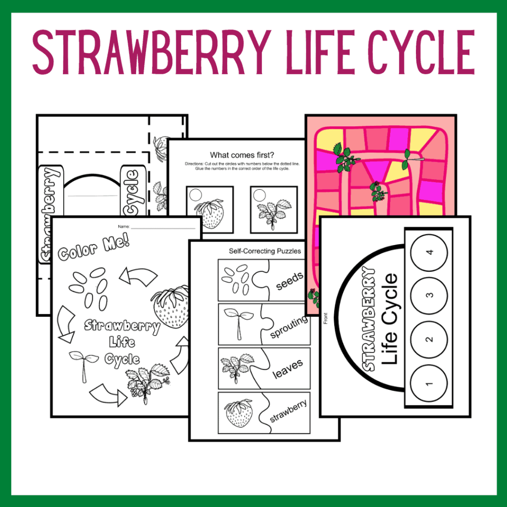 Strawberry Life Cycle