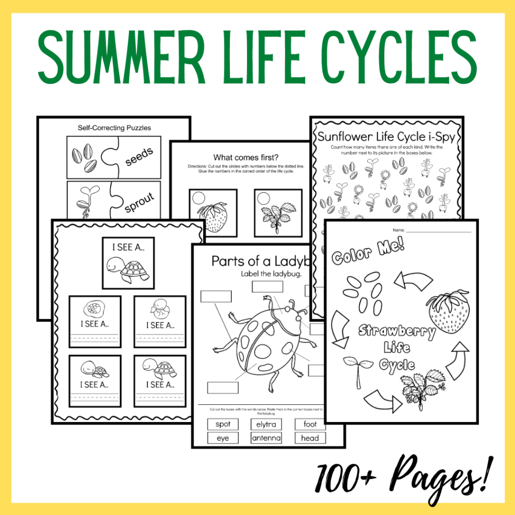 Summer Life Cycle Worksheets