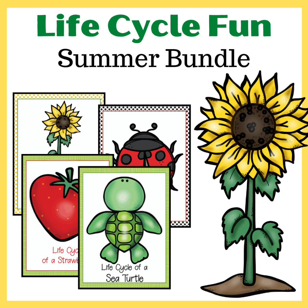 Summer Life Cycle Worksheets
