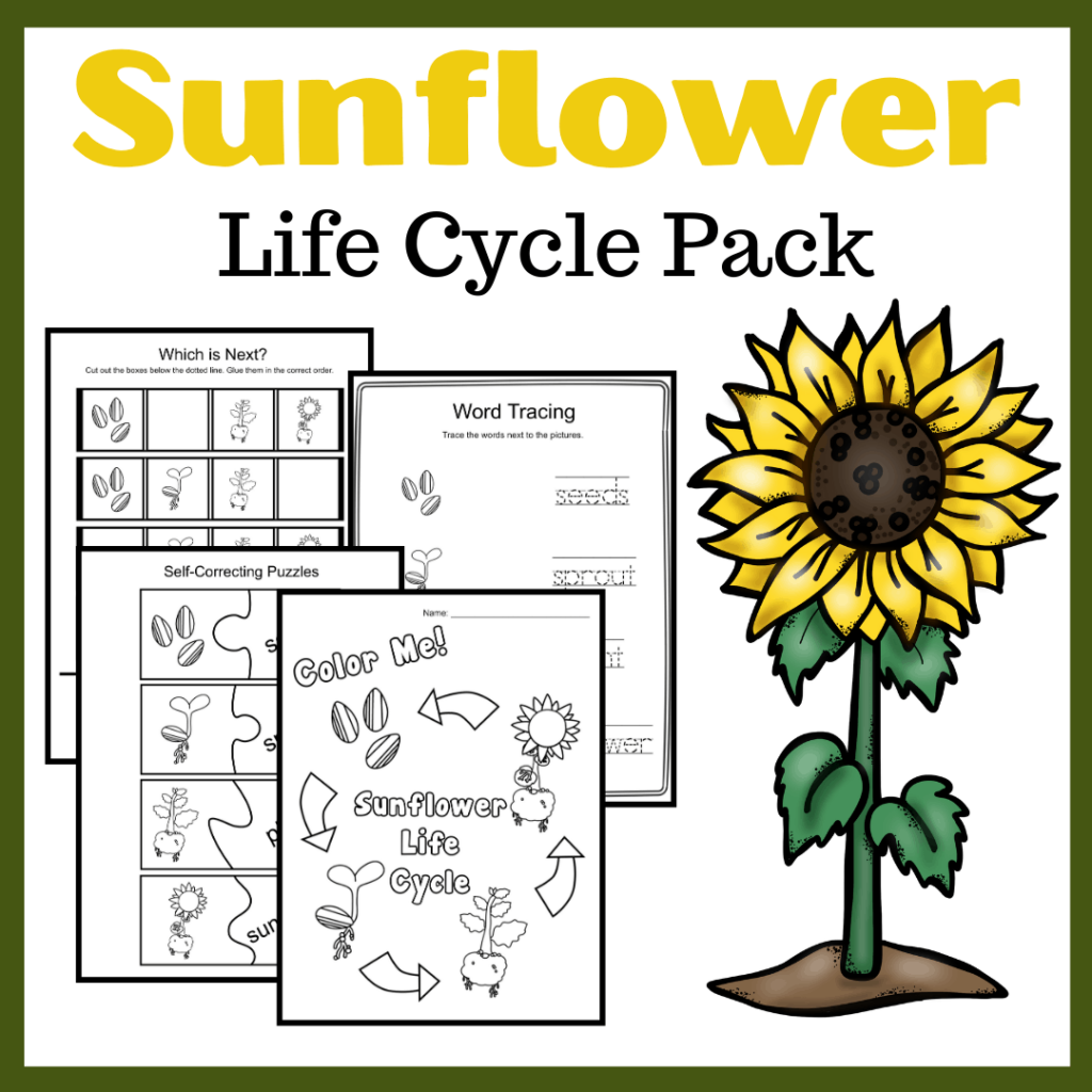 Life Cycle of a Sunflower Worksheets