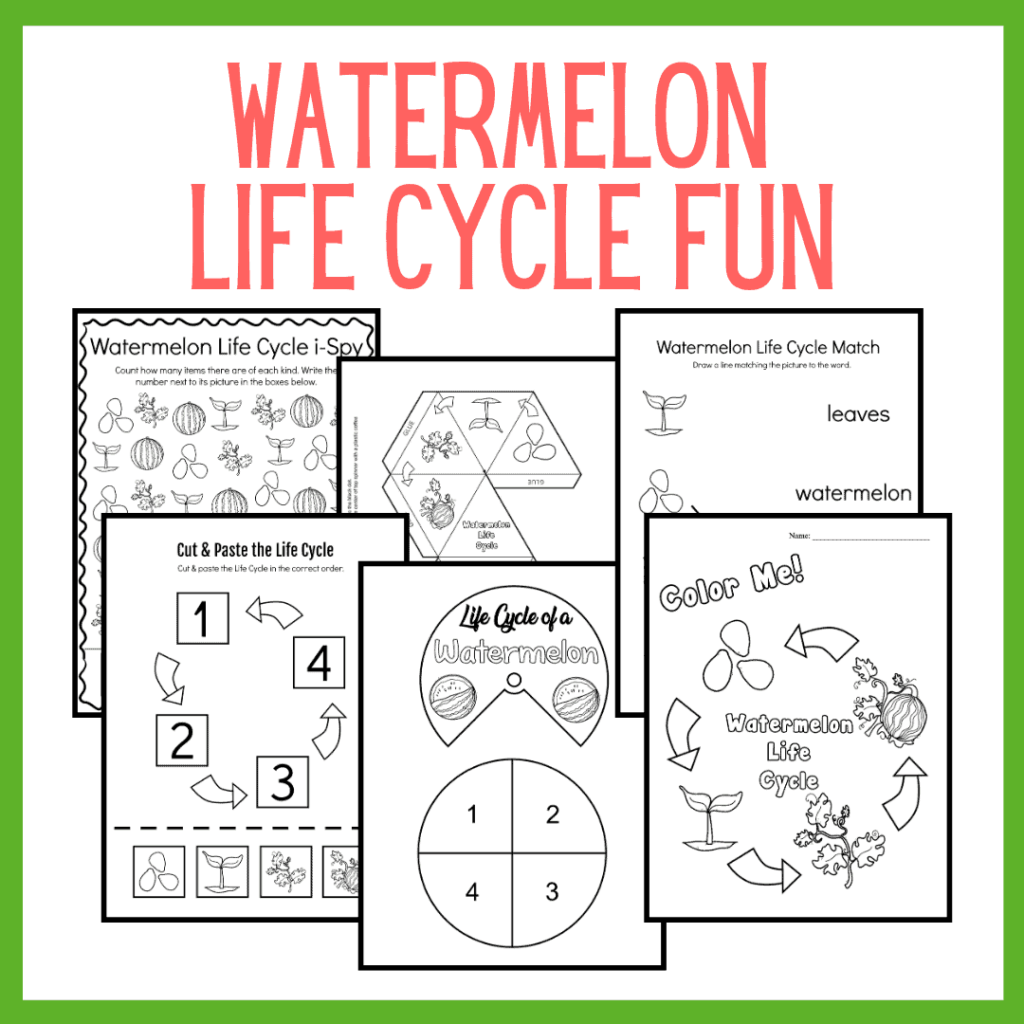 Life Cycle of a Watermelon